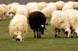 Black sheep.jpg