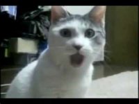 Shock Cat.jpg