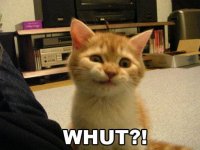 Confused+cat+2.jpg
