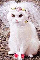 bride-cat.jpg