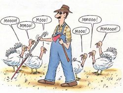 MooingTurkeys.jpg