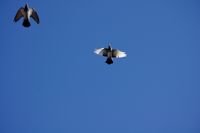 flight.th.jpg