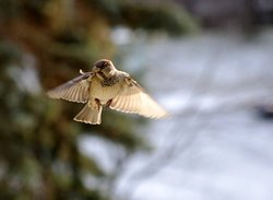 wingsspread2.jpg