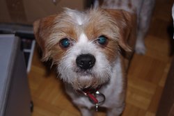 mydogo.jpg