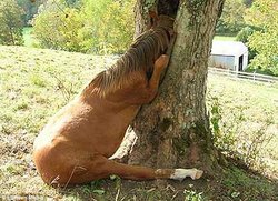 Bwith%2Bits%2Bhead%2Brammed%2Bin%2Ba%2BTREE%2B%2B4.jpg
